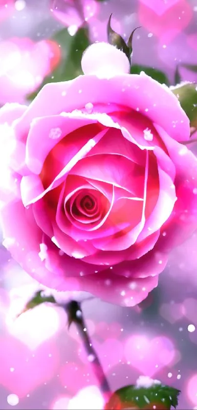 Pink rose with snow-covered petals, elegant wallpaper design.