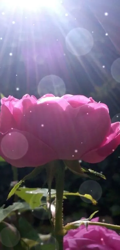 Pink rose glowing in the sunlight, creating a serene natural wallpaper.