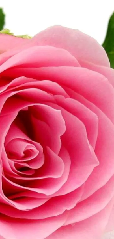 Beautiful pink rose mobile wallpaper with a close-up of vibrant petals.