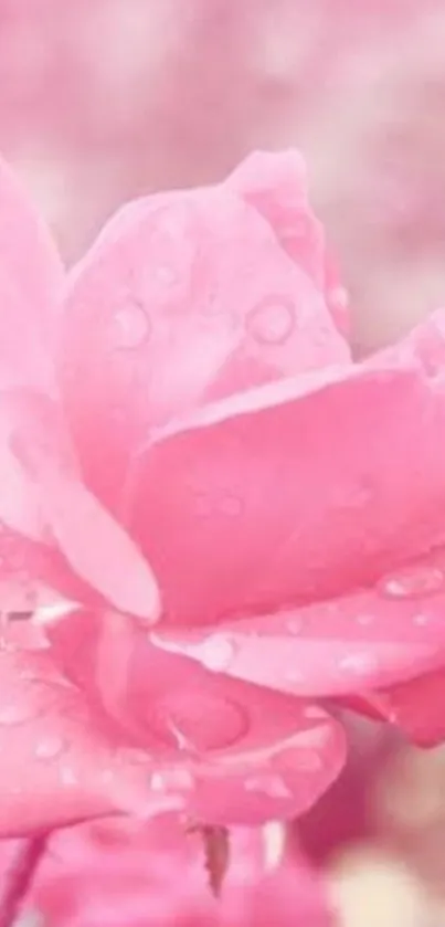 Beautiful pink rose with dewdrops as mobile wallpaper.