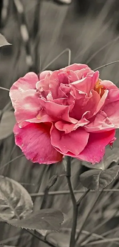 Vibrant pink rose bloom with natural backdrop.