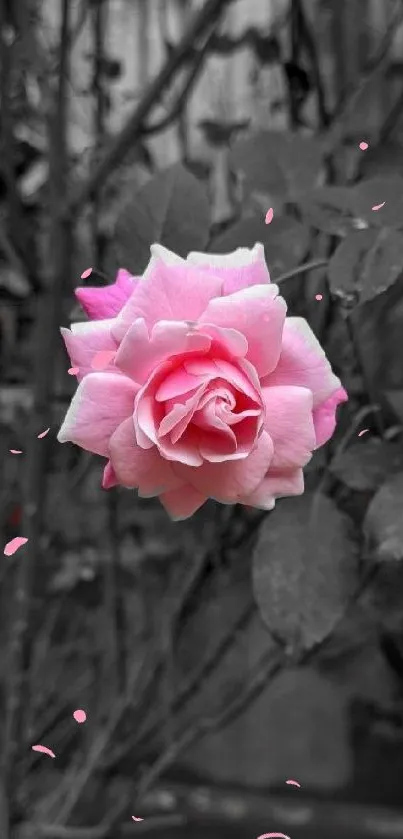 Pink rose on a grey monochrome background, emphasizing elegance.