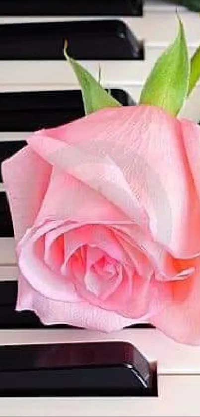 Pink rose resting on black and white piano keys.