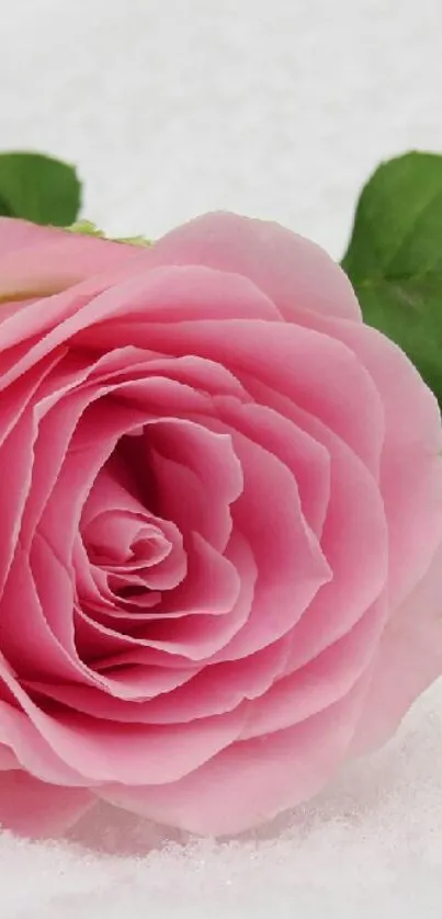 Pink rose laying on white snowy background, perfect for floral wallpapers.