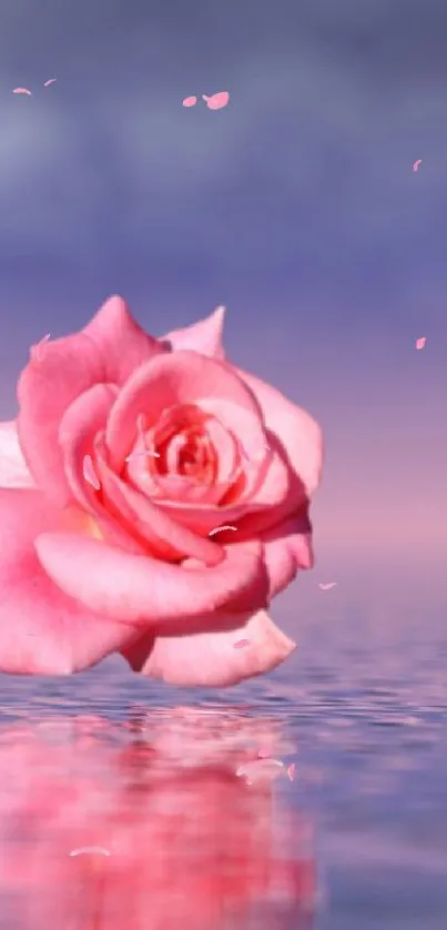 Beautiful pink rose reflecting on calm water under a serene sky.