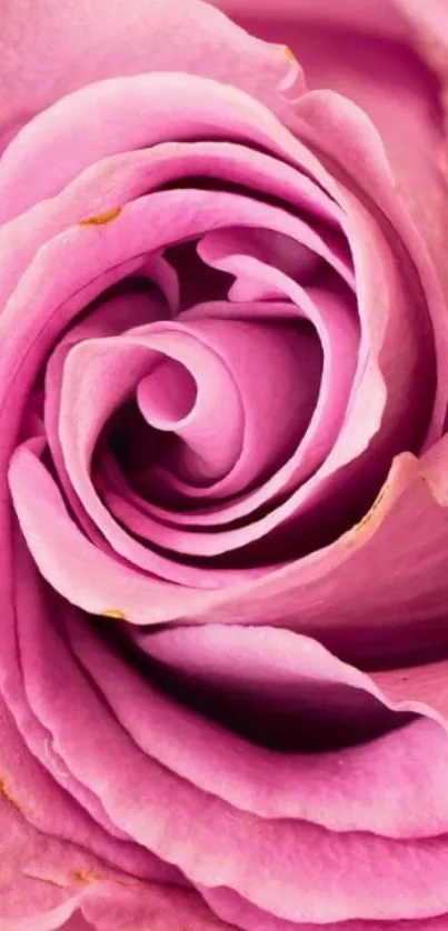 Close-up of pink rose with detailed petals in a mobile wallpaper format.