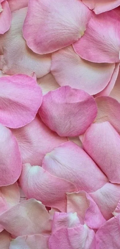 Mobile wallpaper with pink rose petals.