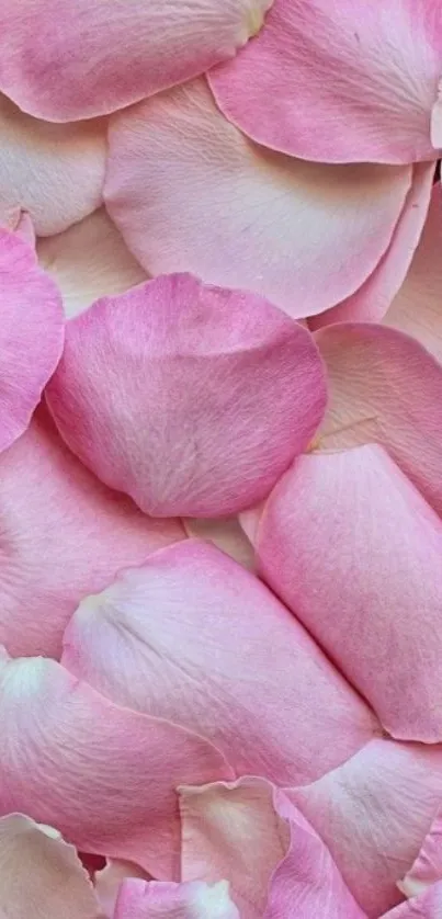 Pink rose petal wallpaper for phones.