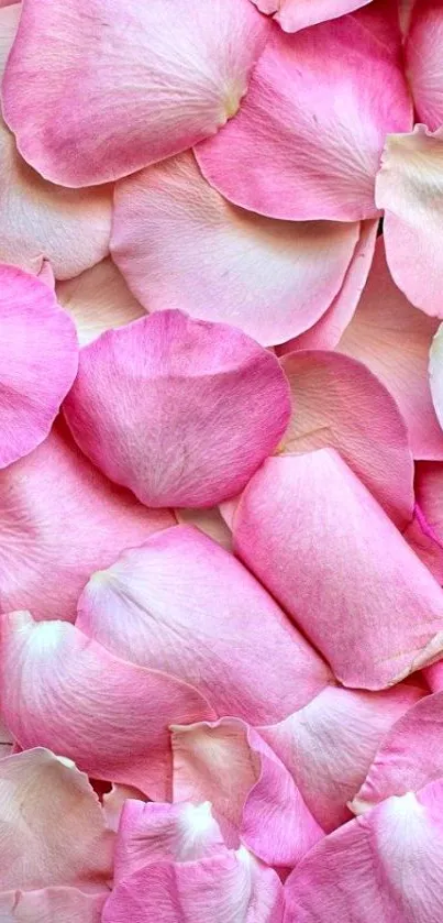 Soft pink rose petals create a romantic wallpaper.