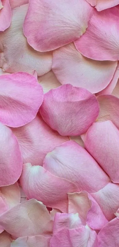 Pink rose petals background for mobile wallpaper.