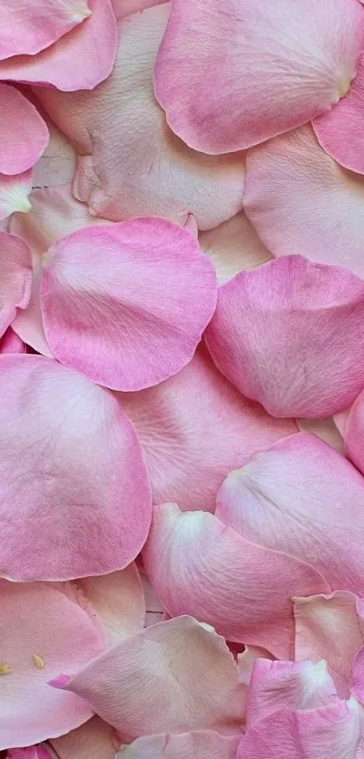 Close-up of pink rose petals creating a soft, floral mobile wallpaper.