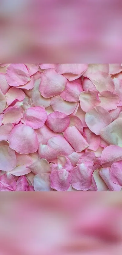 Delicate pink rose petals mobile wallpaper.