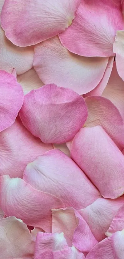 Delicate pink rose petals create a serene and elegant mobile wallpaper.