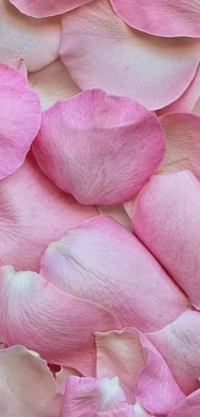 Close-up of soft pink rose petals, creating a soothing wallpaper.