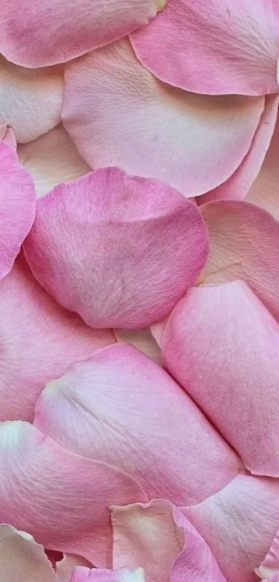 Mobile wallpaper with pink rose petals cascading elegantly.