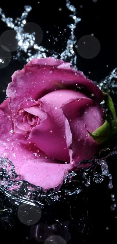 Pink rose with water splash wallpaper in dark background