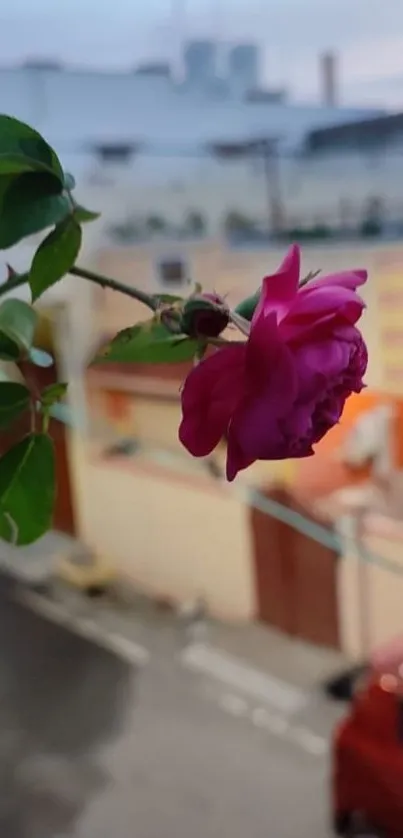 Close-up of a pink rose with urbanscape in background wallpaper.