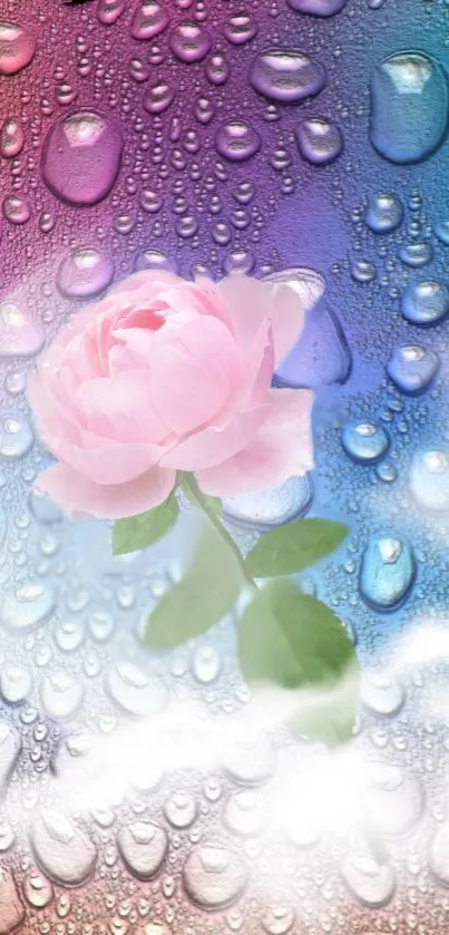 Pink rose surrounded by water droplets with colorful background.