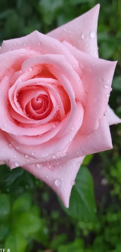 Close-up of a pink rose with dew drops and green foliage background.