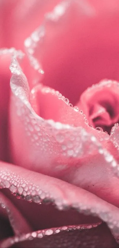 Close-up of a pink rose with delicate dew drops on petals.