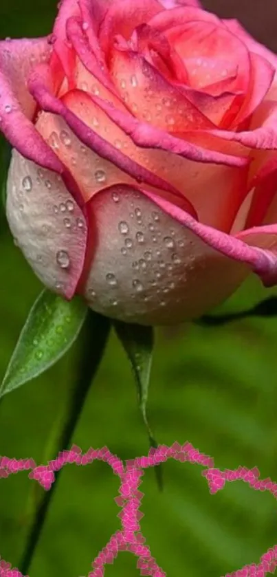 Pink rose with dewdrops and green background.