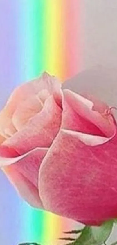 Pink rose with rainbow background on mobile wallpaper.