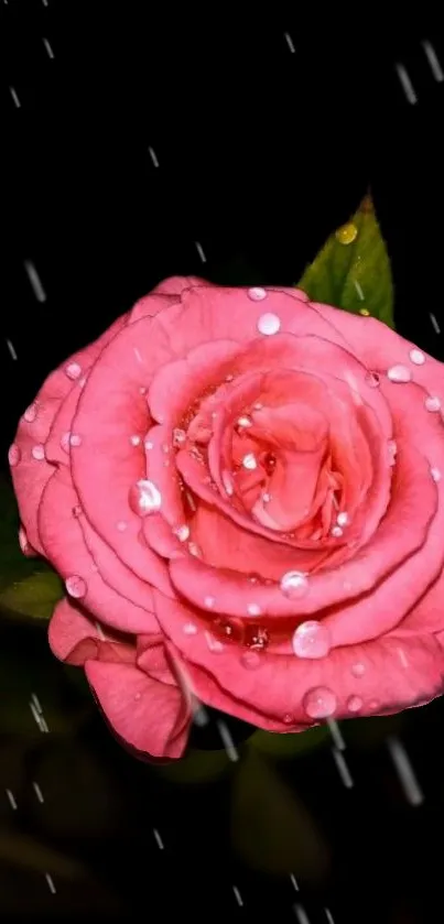 Pink rose with raindrops on dark background wallpaper.