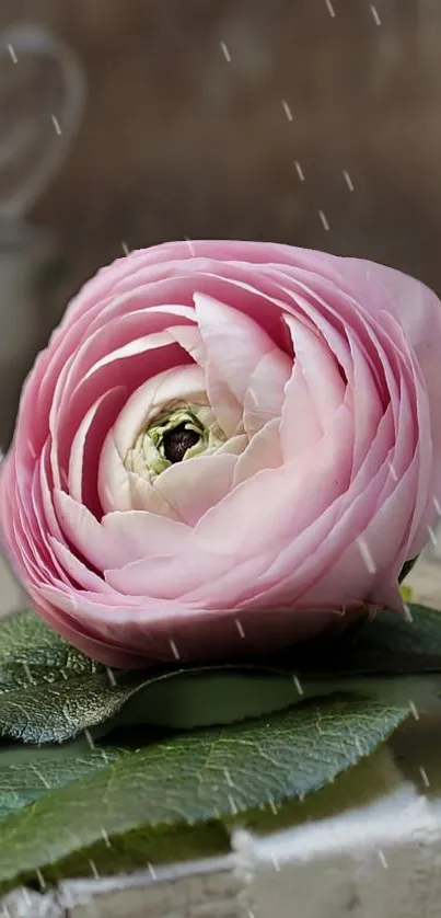 Pink rose with leaves and raindrops, artistic mobile wallpaper.