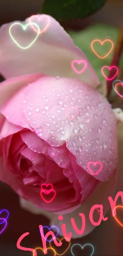 Pink rose with water droplets and name "Shivani" on it.