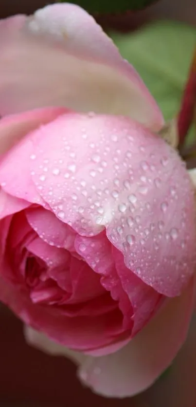 Pink rose with water droplets close-up.