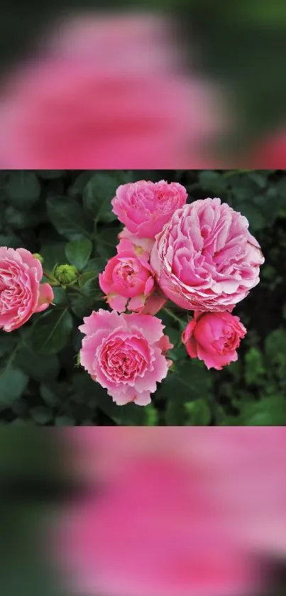 Pink roses with lush green leaves mobile wallpaper.