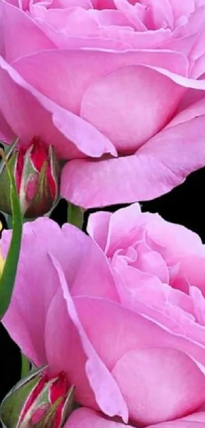 Vibrant pink roses with a yellow bud on black background.