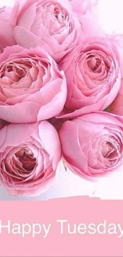 Pink roses bouquet with 'Happy Tuesday' message.