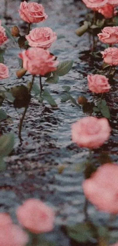 Mobile wallpaper of pink roses on water.