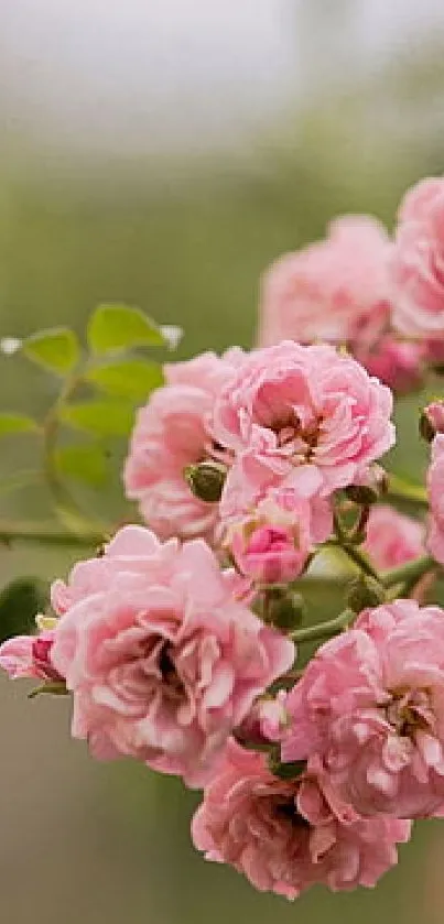 Beautiful pink roses in a garden setting mobile wallpaper.