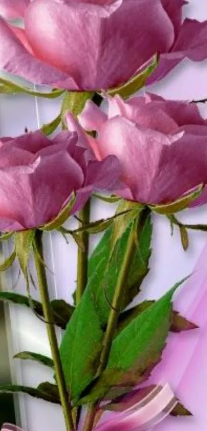 Three pink roses with green leaves on a light background.