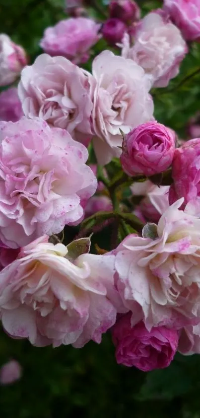 Vibrant pink roses in full bloom.