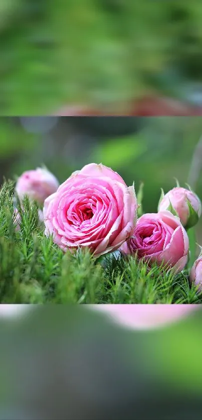 Pink roses against lush green background.