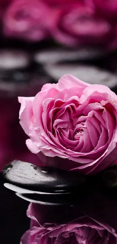 Pink rose on black stones with serene reflection.