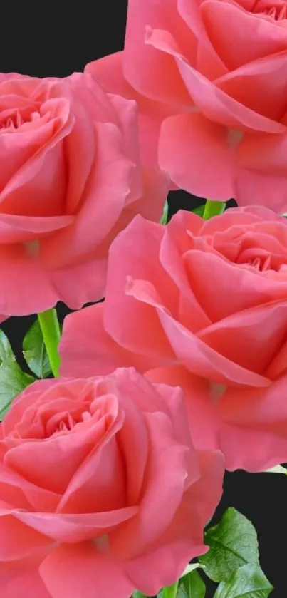 Pink roses on a black background wallpaper.