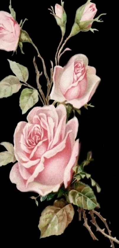 Elegant pink roses on a black mobile wallpaper.