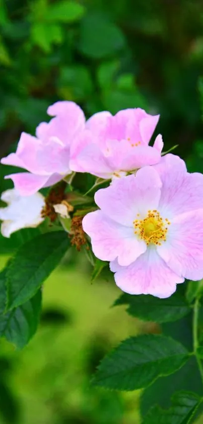 Pink roses with green leaves natural wallpaper.