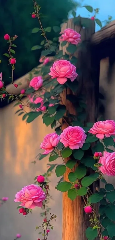 Pink roses climbing a rustic wooden fence.