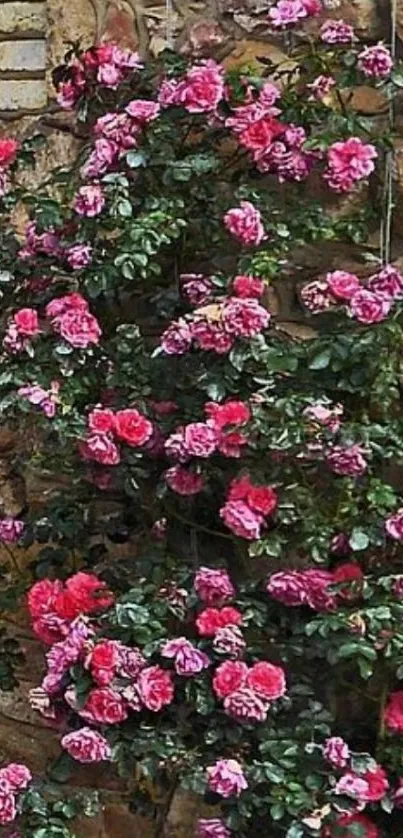 Pink roses climbing on a rustic stone wall.