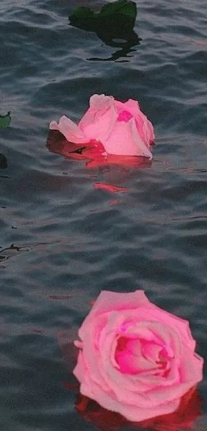 Pink roses floating on calm water creating a serene wallpaper.