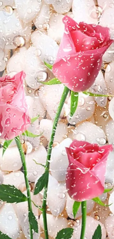 Mobile wallpaper of pink roses on white stone background with droplets.