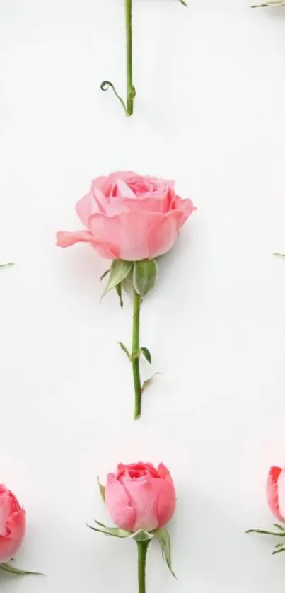 Pattern of pink roses on a white background, creating an elegant floral wallpaper.