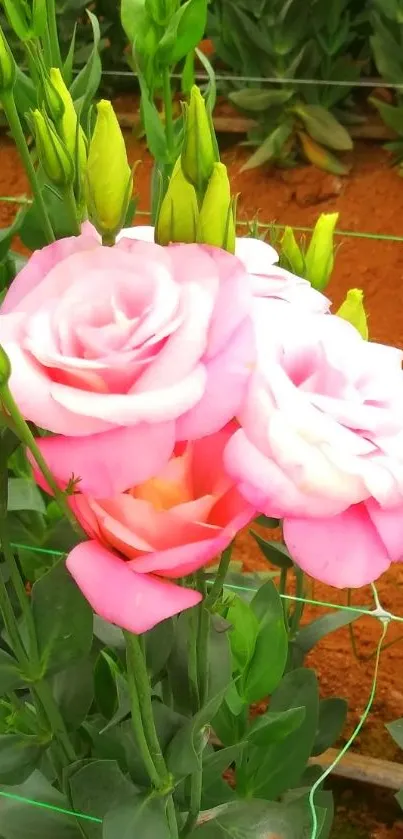 Blooming pink roses in garden wallpaper.