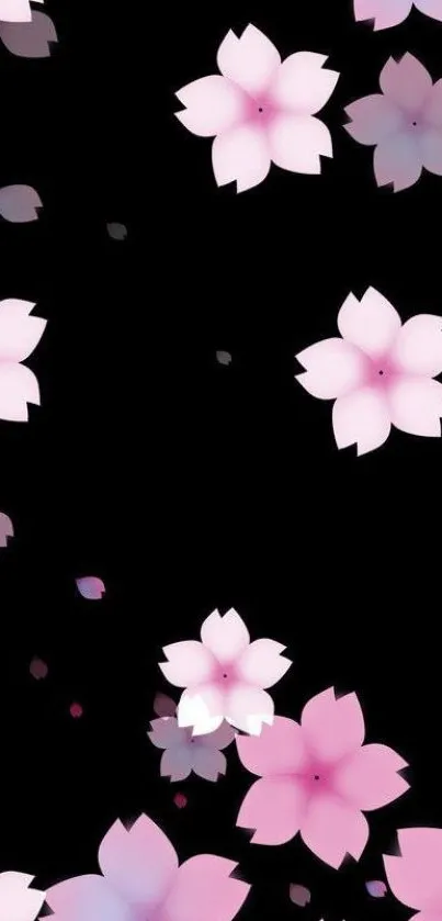 Pink sakura flowers on a black background wallpaper.