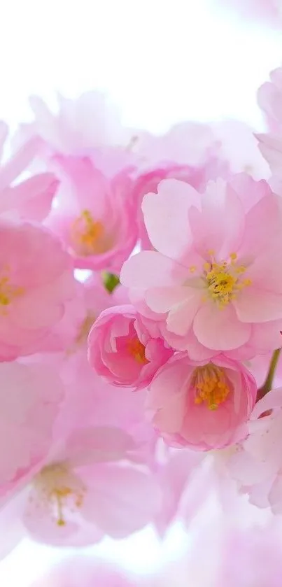 Pink sakura blossoms in vibrant bloom, showcasing delicate floral aesthetics.